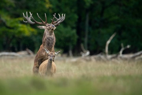 Red deer (Cervus elaphus) in rut, mating, copulation, Klamptenborg, Copenhagen, Denmark