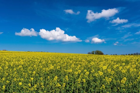 Rape field with blue sky and clouds, Rügen, Bergen, Mecklenburg-Western Pomerania, Germany