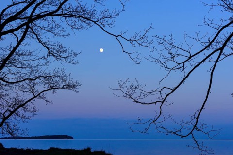 Moonrise on the lagoon on Rügen, Rügen, Glowitz, Mecklenburg-Western Pomerania, Germany