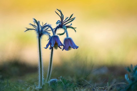 Meadow pasque flower (Pulsatilla pratensis), Rügen, Binz, Mecklenburg-Western Pomerania, Germany