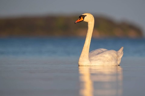Mute swan (Cygnus olor), Rügen, Glowitz, Mecklenburg-Western Pomerania, Germany