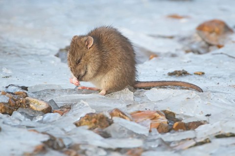 Brown rat (Rattus norvegicus) adult rodent animal washing its face on ice of a frozen lake in