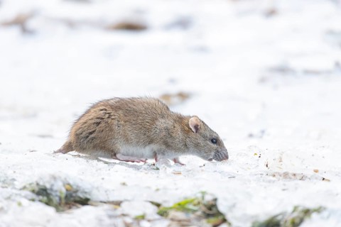 Brown rat (Rattus norvegicus) adult rodent animal feeding on seed on ice in winter, England, United