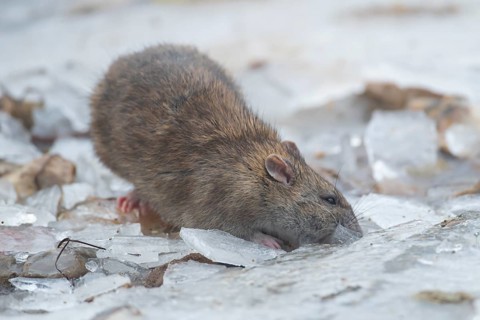 Brown rat (Rattus norvegicus) adult rodent animal searching for food under the ice of a frozen lake
