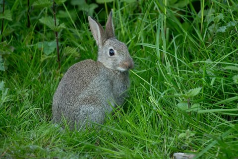 Rabbit (Oryctolagus cuniculus) adult animal eating grass, England, United Kingdom