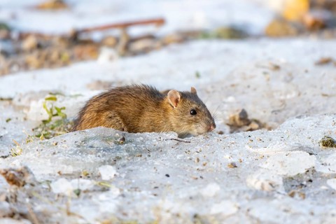 Brown rat (Rattus norvegicus) adult rodent animal searching for food on ice of a frozen lake in