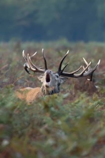 Red deer (Cervus elaphus) adult male stag animal roaring with its mouth open during the annual rut