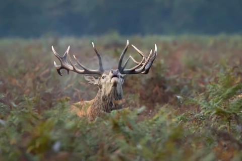 Red deer (Cervus elaphus) adult male stag animal roaring with its mouth open during the annual rut