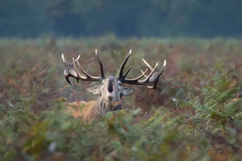 Red deer (Cervus elaphus) adult male stag animal roaring with its mouth open during the rutting
