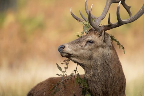 Red deer (Cervus elaphus) adult male stag animal with bracken on its head during the rutting season
