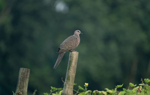 A Spotted dove or eastern spotted dove (Spilopelia chinensis), Sreepur, Gazipur, Bangladesh