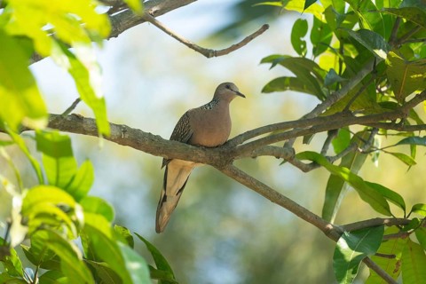 Spotted dove or eastern spotted dove (Spilopelia chinensis) on a tree branch, Sreepur, Gazipur,