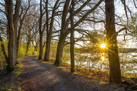 Sunrise at Ahlhorn fish ponds, Ahlhorn, Lower Saxony, Germany