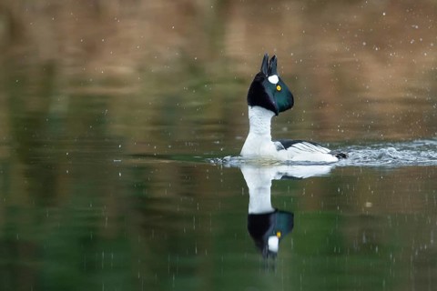 Courting goldeneye (Bucephala clangula), Ahlhorn, Lower Saxony, Germany