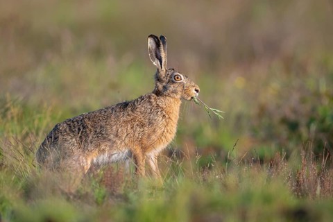 European hare (Lepus europaeus), Faßberg, Lower Saxony, Germany