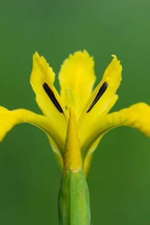 Flower of the marsh iris (Iris pseudacorus), Dötlingen, Lower Saxony, Germany