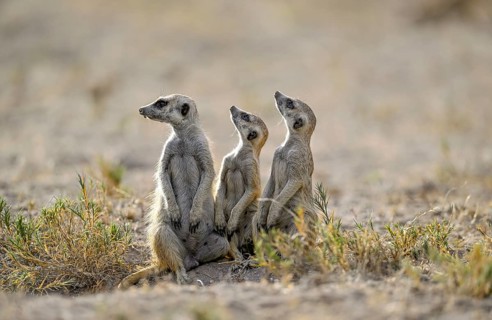 Meerkats or suricates (Suricata suricatta), Makgadikgadi Salt Pans, Makgadikgadi Pans National