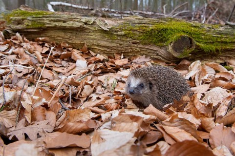 Hedgehog (Erinaceidae) on the forest floor looking for winter quarters, Cloppenburg, Lower Saxony,