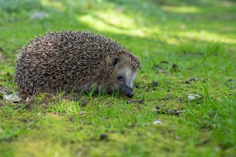 Hedgehog (Erinaceidae) on the forest floor, Cloppenburg, Lower Saxony, Germany