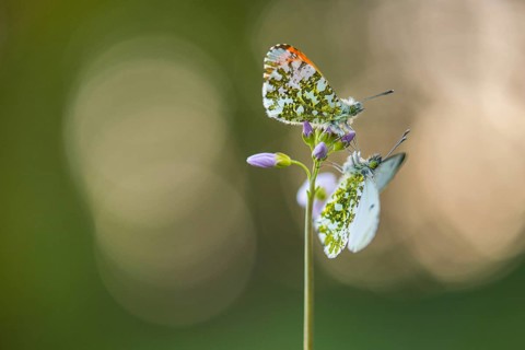 Aurora butterfly (Anthocharis cardamines) on meadowfoam, Vechta, Lower Saxony, Germany