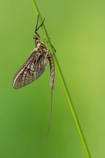 Ephemera danica or Danish mayfly (Ephemera danica), Ahlhorn, Lower Saxony, Germany