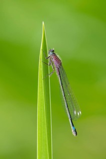 Blue-tailed damselfly (Ischnura elegans), Ahlhorn, Lower Saxony, Germany