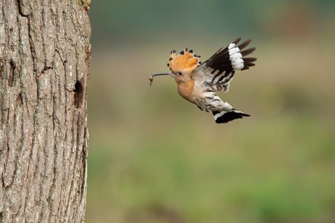 Hoopoe in flight (Upupa epops), Faßberg, Lower Saxony, Germany
