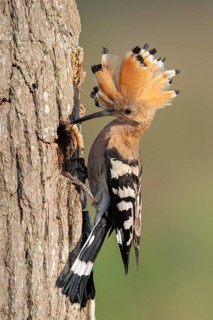 Hoopoe (Upupa epops), Faßberg, Lower Saxony, Germany