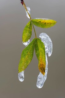 Freezing rain on a leaf in Barneführer Holz, Hatten, Lower Saxony, Germany