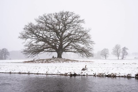 Oak (Quercus) in the Hunte meadows near Colnrade in winter, Colnrade, Lower Saxony, Germany