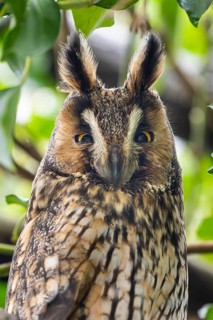 Long-eared owl (Asio otus), Damme, Lower Saxony, Germany
