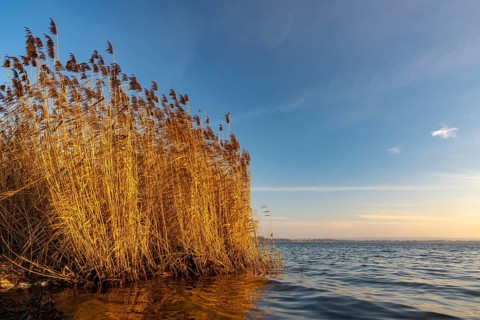 Reeds on the banks of Dümmer, Lembruch, Lower Saxony, Germany
