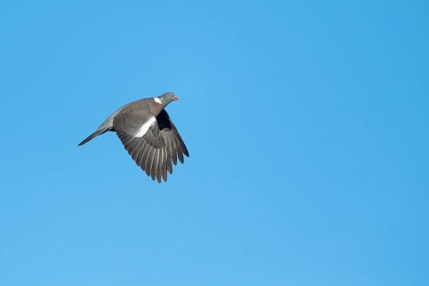 Woodpigeon (Columba palumbus) in flight against a blue sky, Hanover, Lower Saxony, Germany