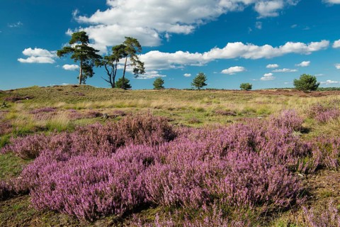 Flowering heather (Calluna vulgaris), heathland in De Hoge Veluwe National Park, Hoenderloo,