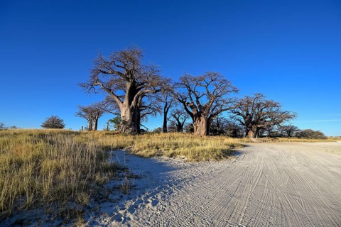 Baines Baobabs, baobab or baobab trees (Adansonia digitata), Kudiakam Pan, Nxai Pan National Park,