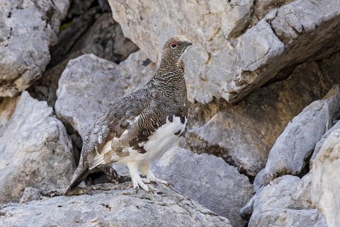 Rock ptarmigan (Lagopus muta), close-up, male between rocks on a mountain slope in the Alps,