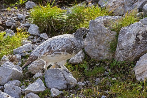 Rock ptarmigan (Lagopus muta), close-up, female walking between rocks, scree and sparse green