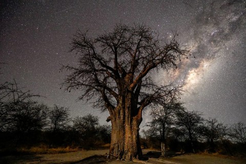 Starry sky above a baobab or baobab tree (Adansonia digitata), Kudiakam Pan, Nxai Pan National