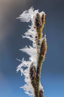 Hoarfrost on a branch with a bud, Colnrade, Lower Saxony, Germany