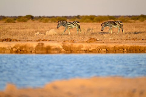 Plains zebra (Equus quagga) at the Nxai Pan waterhole, Nxai Pan National Park, near Gweta, Central