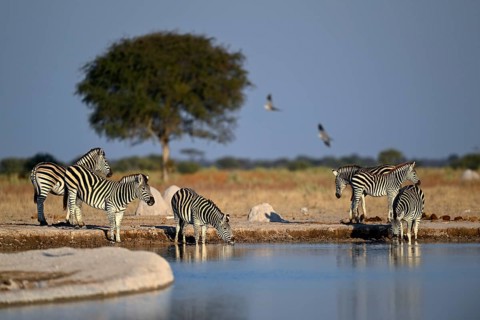 Plains zebra (Equus quagga) at the Nxai Pan waterhole, Nxai Pan National Park, near Gweta, Central
