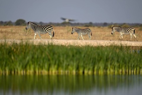 Plains zebra (Equus quagga) at the Nxai Pan waterhole, Nxai Pan National Park, near Gweta, Central