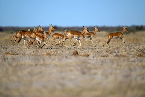 Black verse impala (Aepyceros melampus), Nxai Pan National Park, near Gweta, Central District,