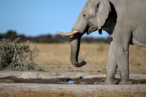 African elephant (Loxodonta africana), Nxai Pan National Park, near Gweta, Central District,