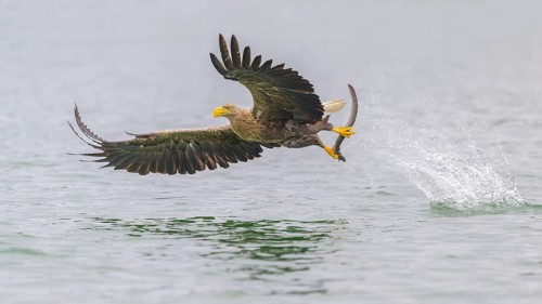 White-tailed eagle (Haliaeetus albicilla), in flight grabbing its prey, Mecklenburg-Western