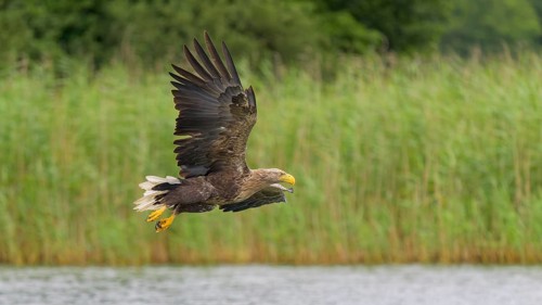 White-tailed eagle (Haliaeetus albicilla), in flight over a landscape of reeds and lakes,