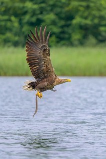 White-tailed eagle (Haliaeetus albicilla), in flight over a landscape of reeds and lakes with prey