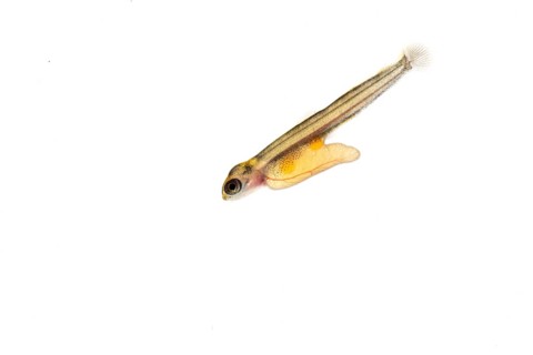 Juvenile fish, larva of Atlantic salmon (Salmo salar) after hatching in water, cut-out, fish,