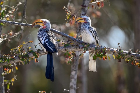Southern yellow-billed tocos (Tockus leucomelas), Nxai Pan National Park, near Gweta, Central