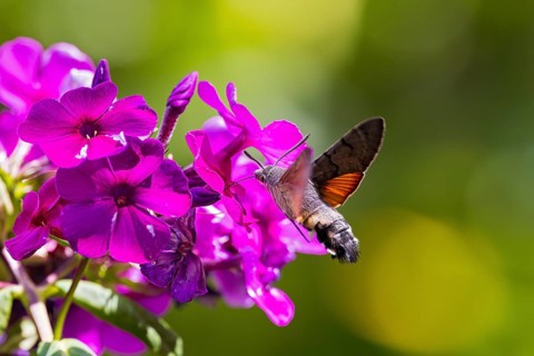 Pigeon tail (Macroglossum stellatarum), close-up, flying and hovering with its long, unrolled